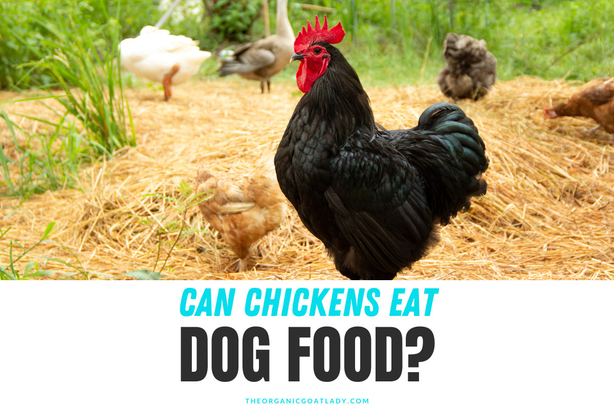 Can Chickens Eat Dog Food The Organic Goat Lady