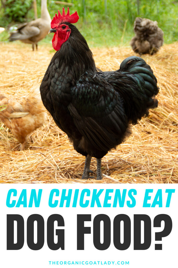 Can Chickens Eat Dog Food