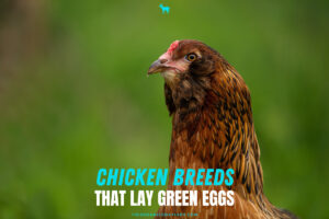 Chicken Breeds That Lay Green Eggs