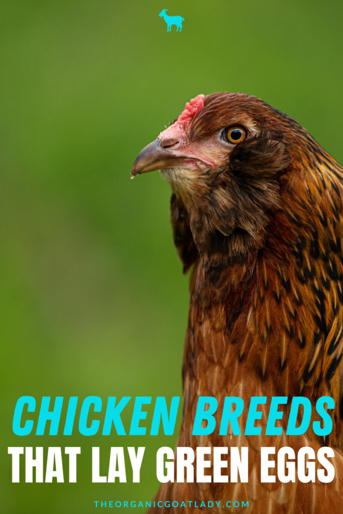 Chicken Breeds That Lay Green Eggs