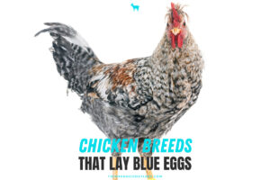 Chickens That Lay Blue Eggs