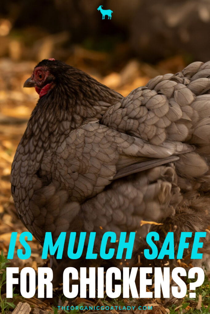 Is Mulch Safe for Chickens