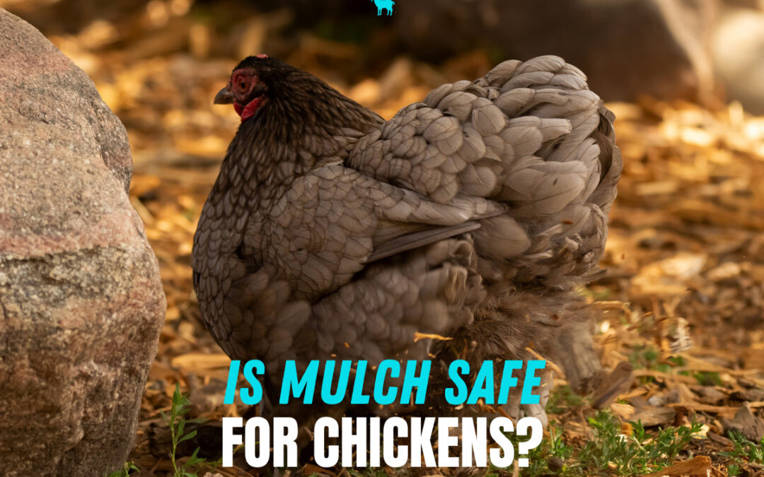 Is Mulch Safe for Chickens?