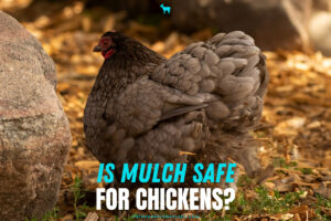 Is Mulch Safe for Chickens