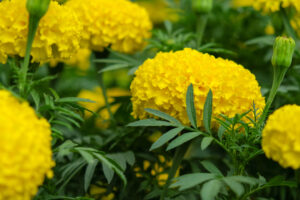 Marigolds (Tagetes spp.)