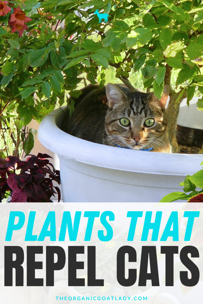 Plants That Repel Cats