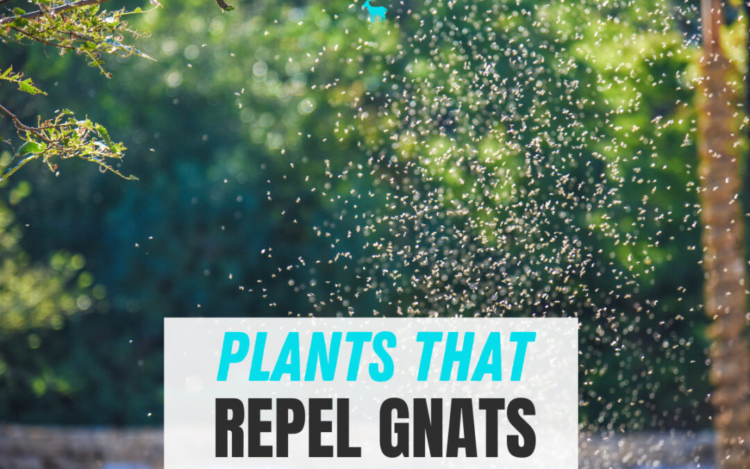 What Plants Repel Gnats?
