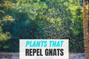 Plants That Repel Gnats