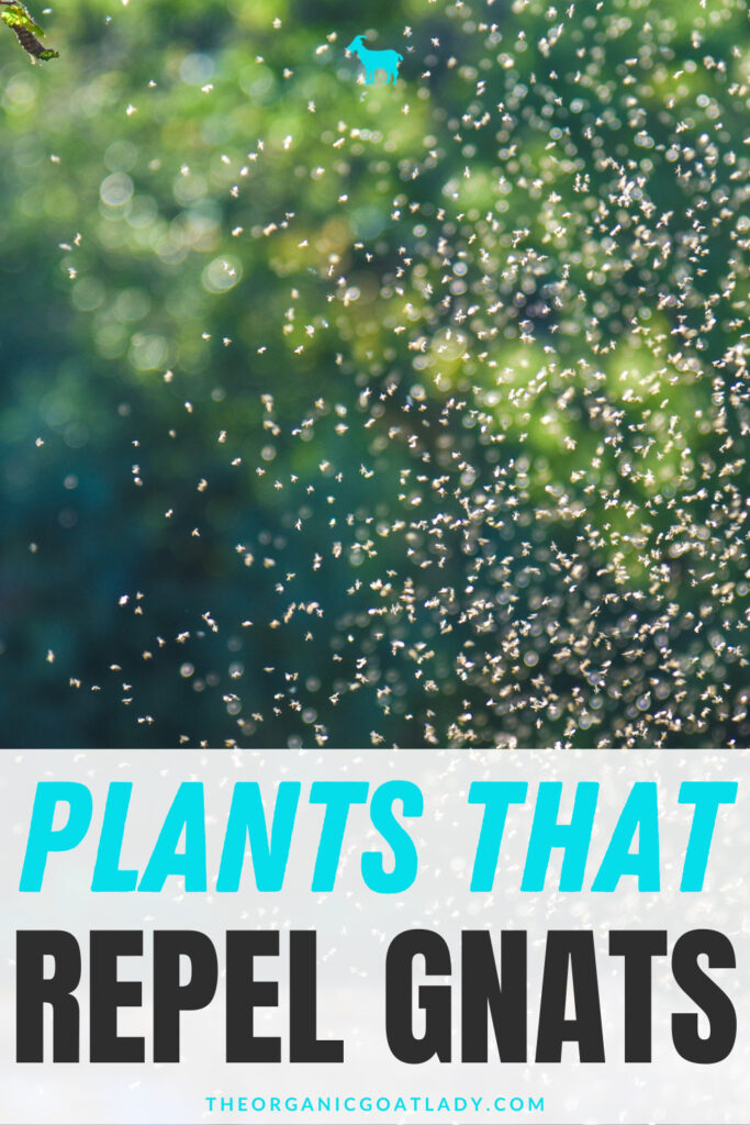 Plants That Repel Gnats