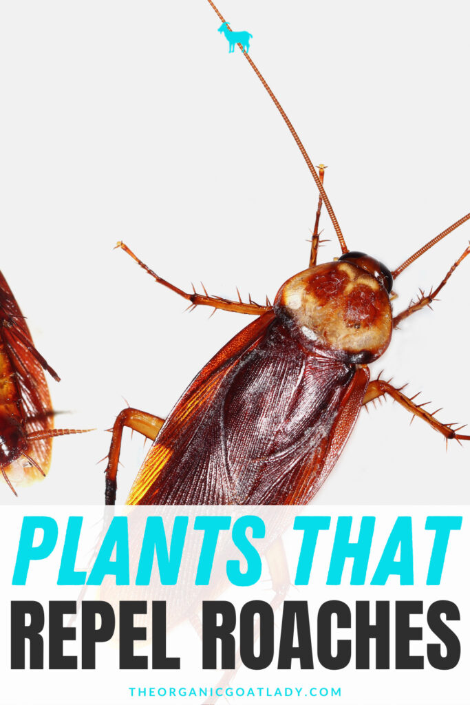 What Plants Repel Roaches