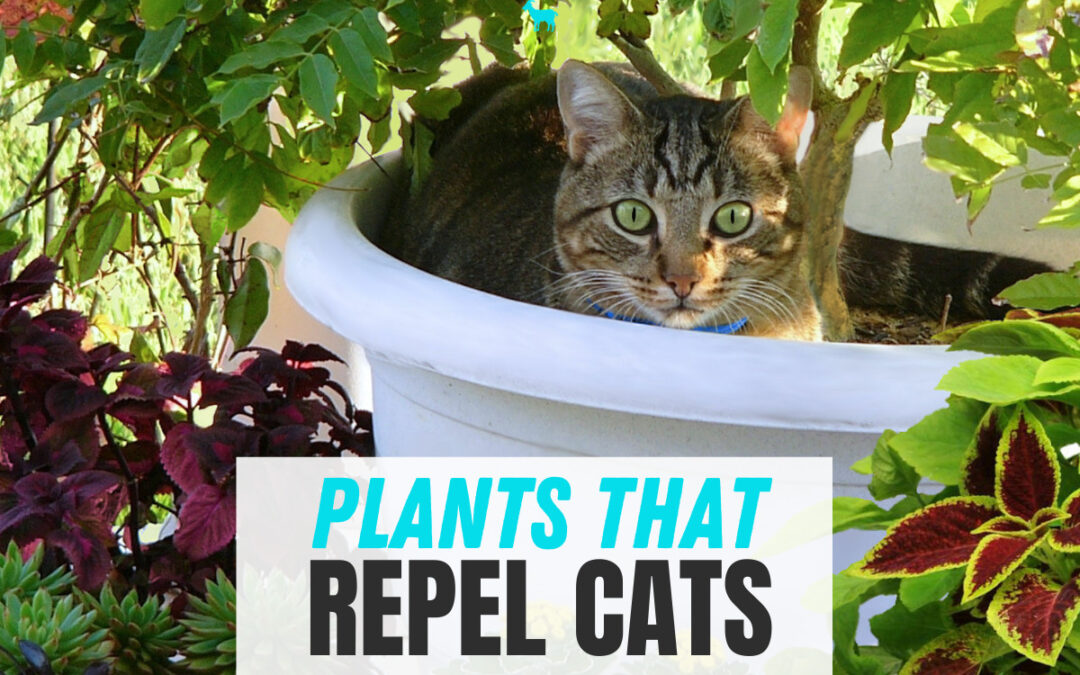 What Plants Repel Cats?