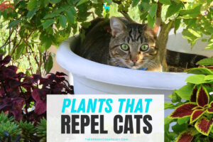 Plants that Repel Cats