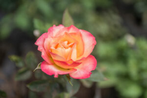 Rose bushes (Rosa spp.)