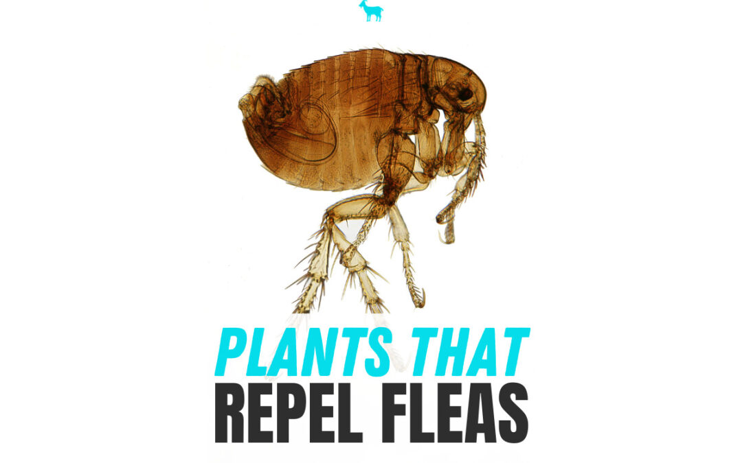 What Plants Repel Fleas?