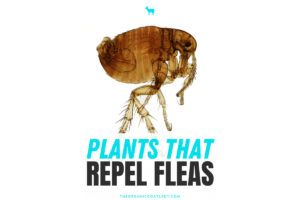 What Plants Repel Fleas