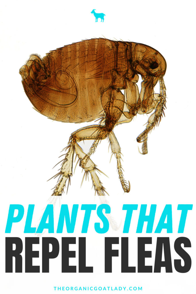 What Plants Repel Fleas