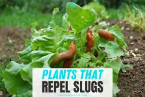 What Plants Repel Slugs