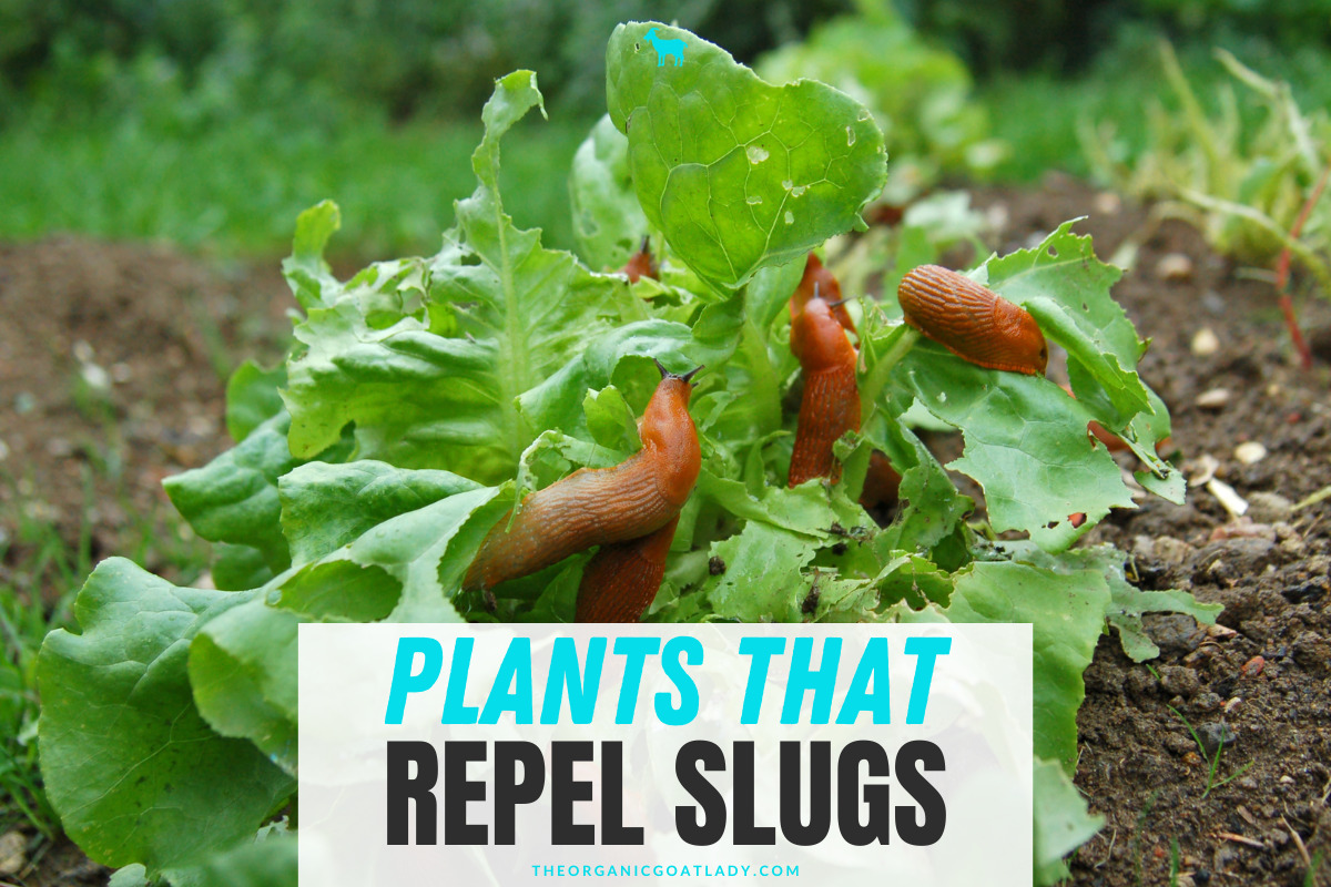 What Plants Repel Slugs? The Organic Goat Lady