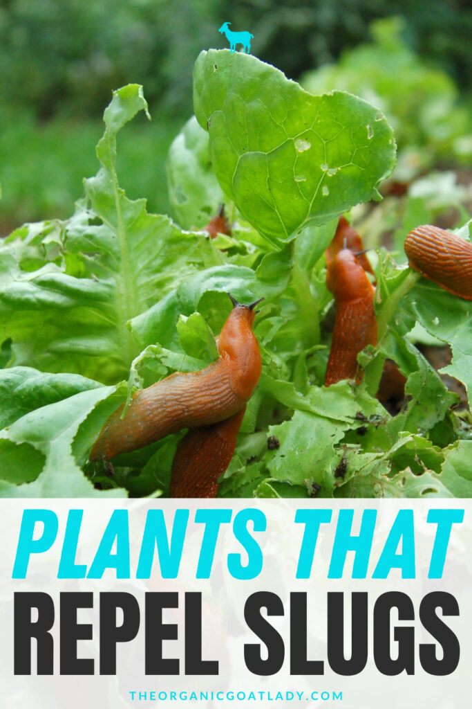 What Plants Repel Slugs
