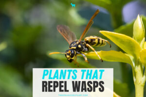 What Plants Repel Wasps
