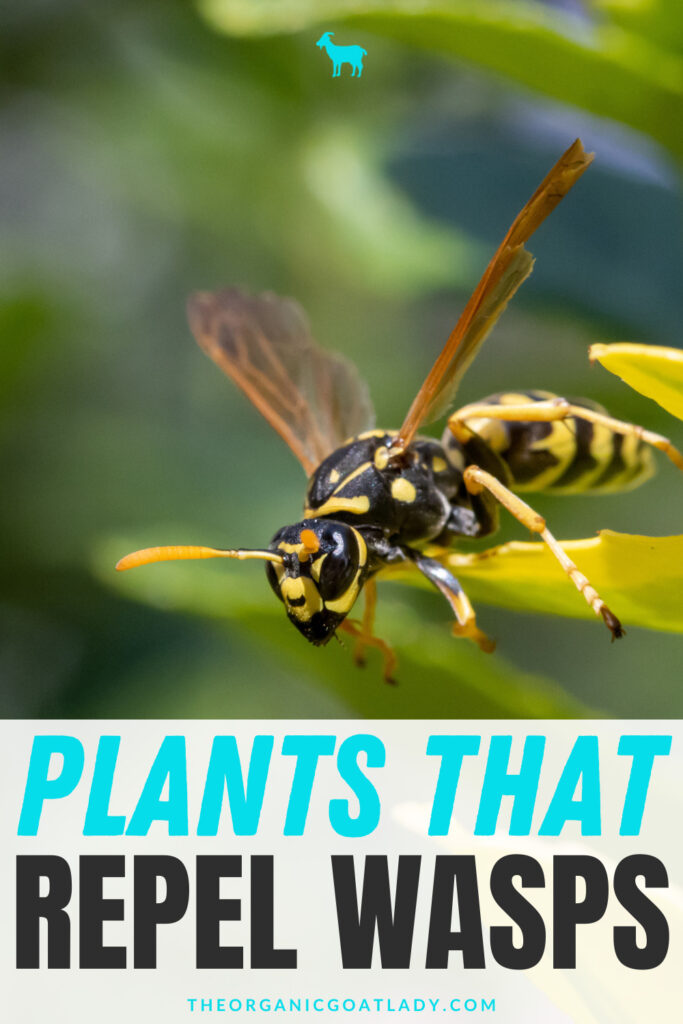 What Plants Repel Wasps