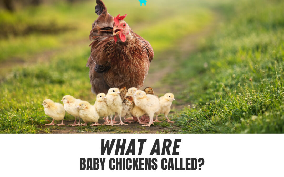 What are Baby Chickens Called?