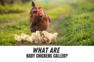 What are Baby Chickens Called