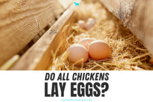 Do All Chickens Lay Eggs