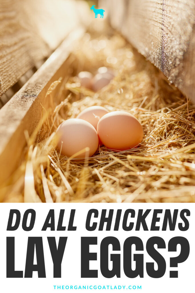 Do All Chickens Lay Eggs