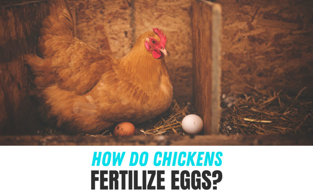 How Do Chickens Fertilize Eggs?