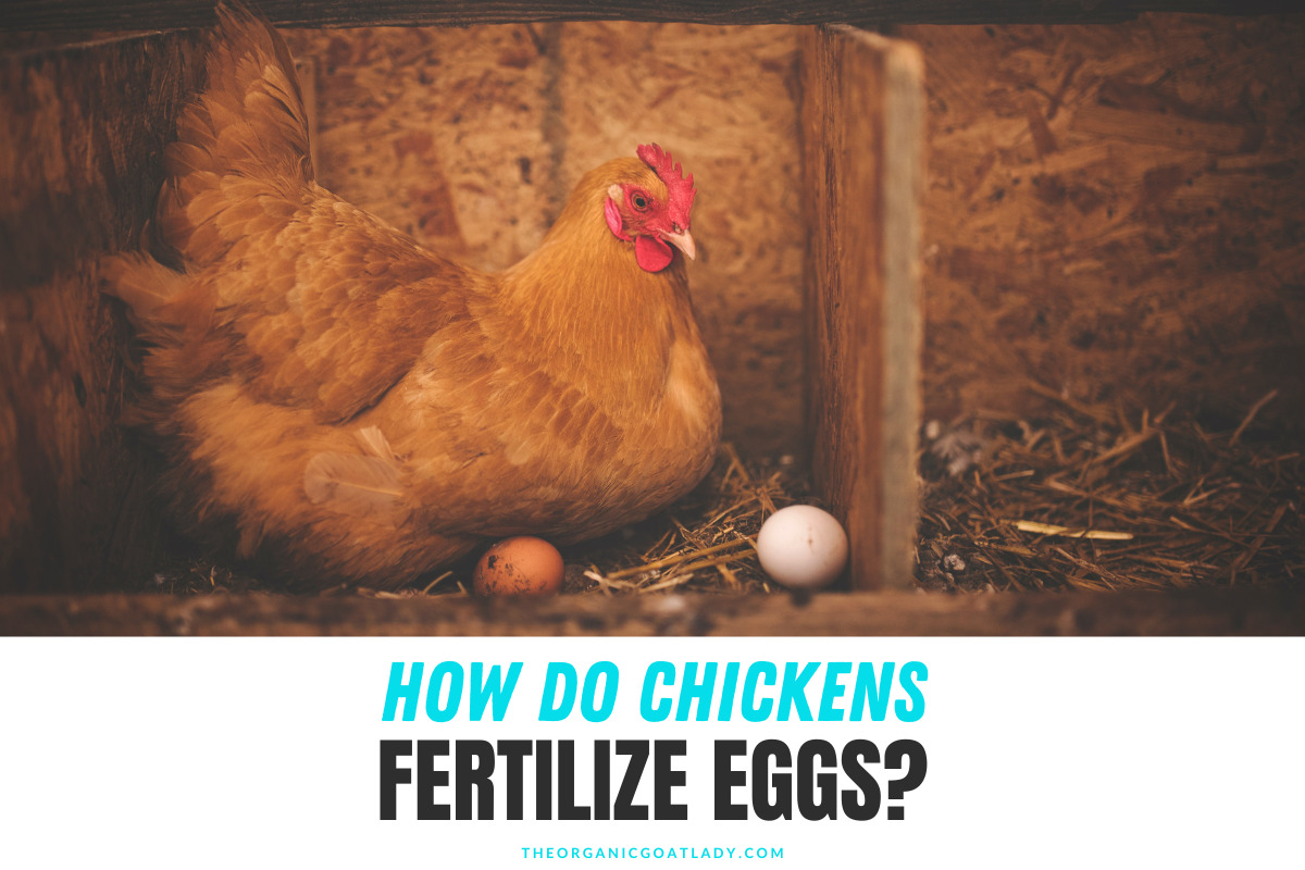 How Do Chickens Fertilize Eggs? The Organic Goat Lady