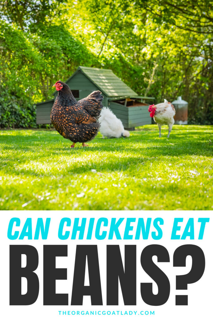 Can Chickens Eat Beans