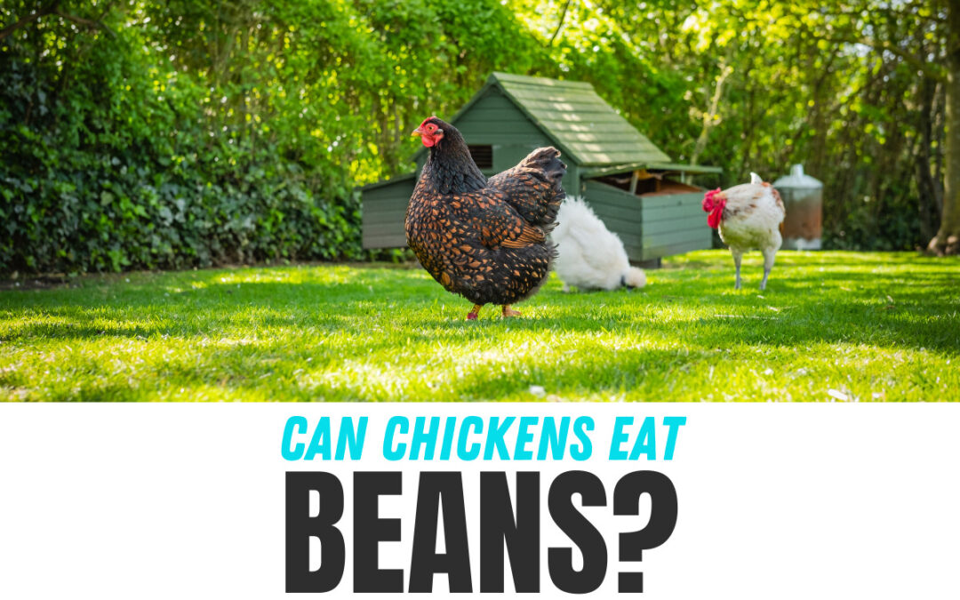 Can Chickens Eat Beans?